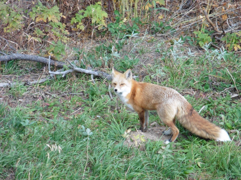 Fox in Dad's backyard.