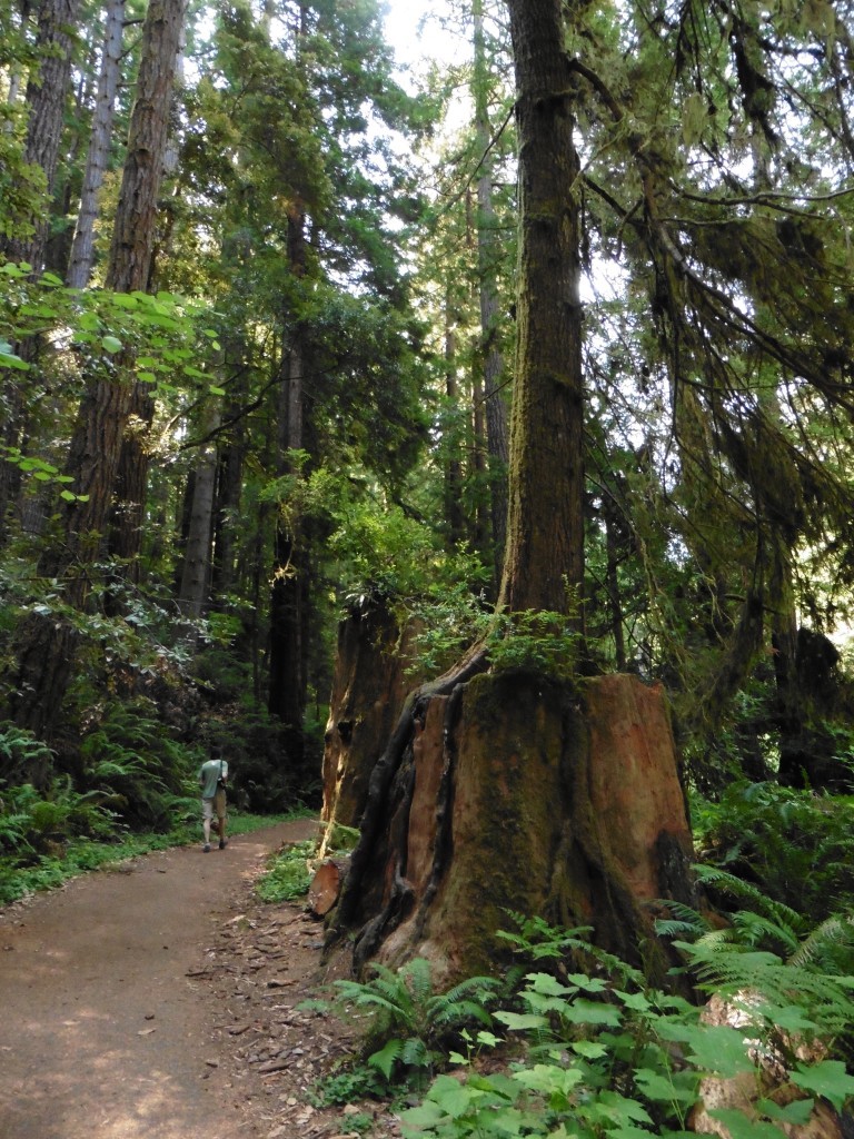 Many old stumps in Fern Canyon, Russian Gulch State Park, are "nursery" trees, supporting new life.