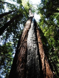 This redwood above Fern Canyon, Russian Gulch State Park, Mendocino, seems to be growing new bark over the old burn.