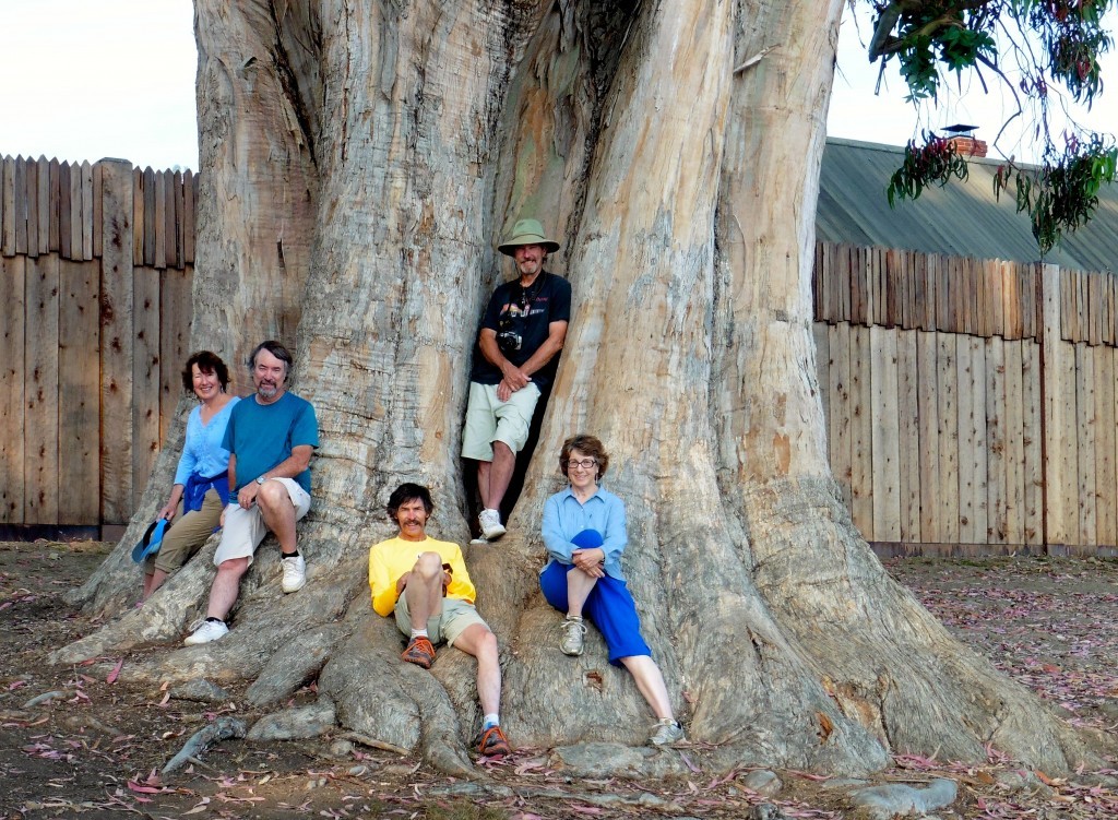 Matt and Laurel went home early.  The rest of us played together for one day.  This immense eucalyptus tree is outside the front gate of Fort Ross.  Left to right: Kathy & Kevin, David, Geoff, and me.